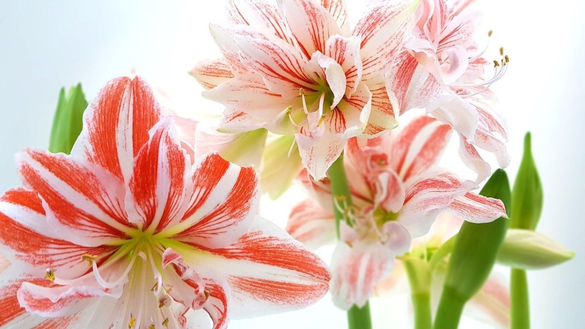 The Numerous Applications That the Amaryllis Flower Can Have